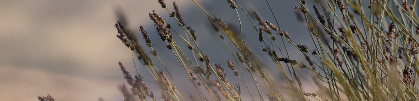 La Lavanda